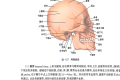 颅骨学习-系统解剖学